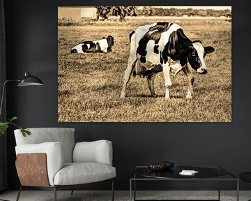 Black Pied Cows in the Meadow Sepia