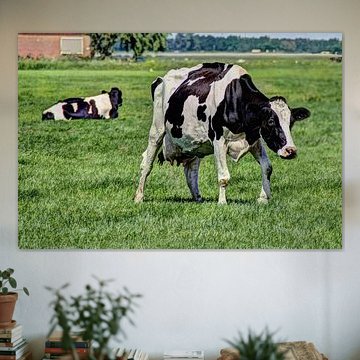 Vaches noires et blanches dans le pré