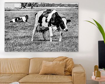 Black and white cows in the meadow