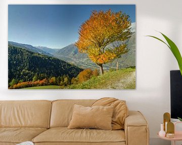Eenzame herfstboom in de Alpen van Zuid-Tirol