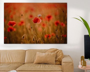 Coquelicots dans la lumière du soir sur KB Design & Photography (Karen Brouwer)