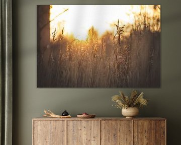 Sunset closeup of blades of grass and reeds by Marjolijn Barten