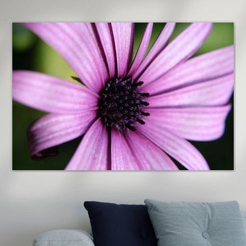 Rosa Bornholmmargerite