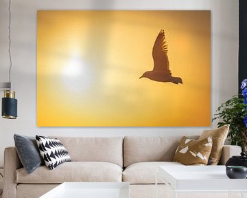 Flying gull at sunset by Marjolijn Barten