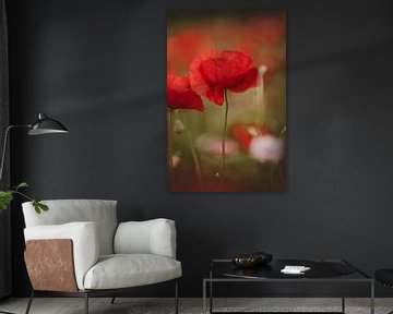 Beautiful red poppy in close-up by KB Design & Photography (Karen Brouwer)