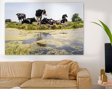 Koeien in Waterland van Martijn Beekman