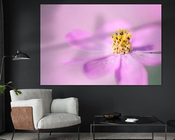 Eine Nahaufnahme einer schönen Cosmea-Blüte von Veronika Seliverstova