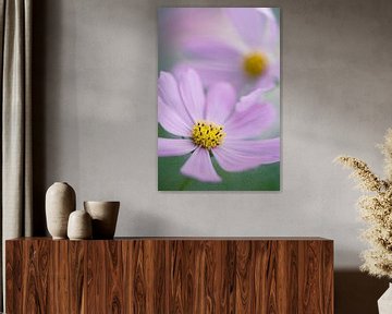 A closeup of two beautiful cosmea flowers by Veronika Seliverstova