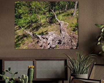 Dépérissement forestier dans le Harz dû aux dommages causés par les tempêtes et les ravageurs sur Animaflora PicsStock