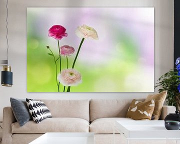 ranonkelbloemen