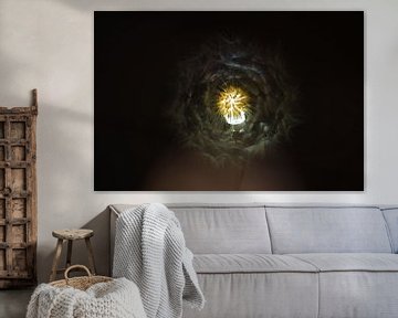 Dandelion on a Light van Benoit Demeulenaere