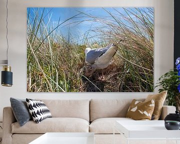 Herring gull with young by Antoine Deleij