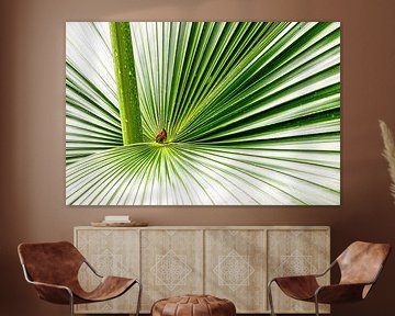 Palmblad van Tilo Grellmann | Photography