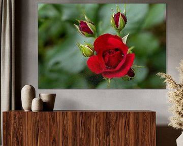 Rozen