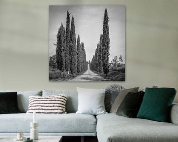 Italien in schwarz-weißem Quadrat, 'Zypressen in der Toskana'.