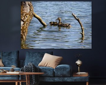 Mother duck and her chicks by Fons Winters