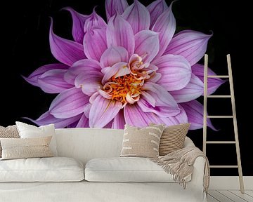 Dalia by Diane Cruysberghs