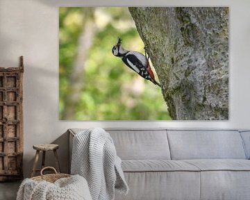 Grote Bonte specht  / Great spotted woodpecker van Henk de Boer