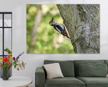 Grote Bonte specht  / Great spotted woodpecker