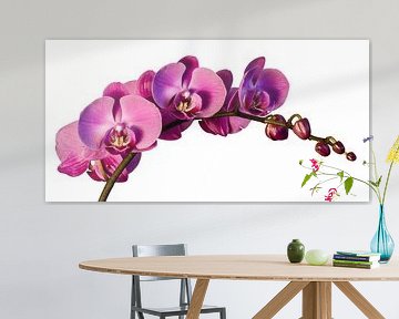 Orchidee (Focus stack) op witte achtergrond van René Weijers