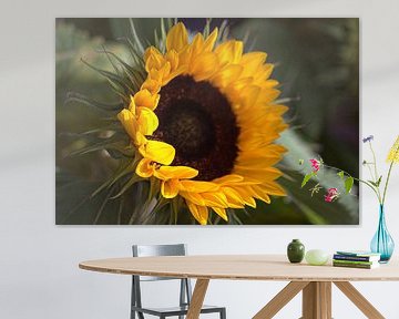 Sunflower by Carla van Zomeren