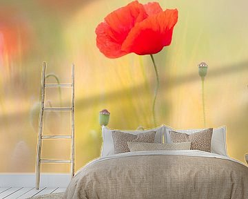 Mohn im Getreidefeld von Daniela Beyer