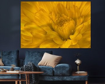 Chrysant (Chrysanthemum Morifolium) van Mark Evers