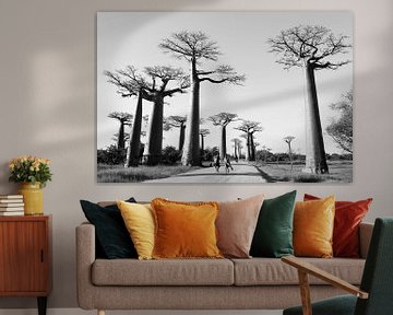 Allee des Baobabs van Marit Lindberg