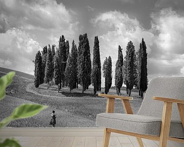 Italy in square black and white, 'The Cypresses of Tuscany'. by Teun Ruijters