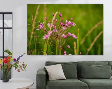 Zwanenbloem van FotoGraaGHanneke