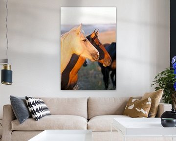 twee paarden van Marit Lindberg