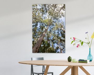 Eucalyptusboom van Marit Lindberg