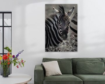 Zebra Schnurrbart von Loris Photography
