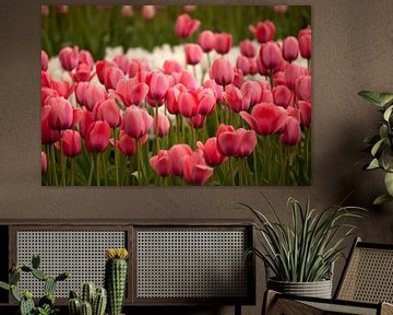 Veld met roze tulpen, Nederland van Peter Schickert