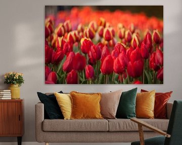 Veld met rode tulpen, Nederland van Peter Schickert