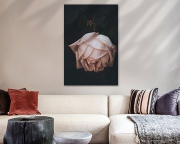 Schöne Rose auf schwarzem Hintergrund von Yana Kunstfotografie