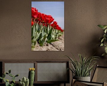 Rode tulpenveld