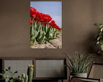 Red tulip field