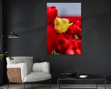 Tulipe jaune sur Dana Schoenmaker