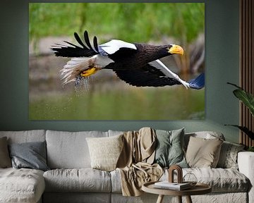 Stellerscher Fischadler im Flug von Vrije Vlinder Fotografie
