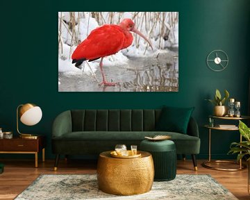 Ibis rouge en hiver