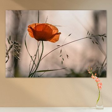 Coquelicot dans la lumière du soir