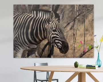 Zebra in Zuid-Afrika van Eveline van Beusichem