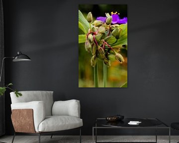 Zomers bloemetje (met vlieg) van Sara in t Veld Fotografie