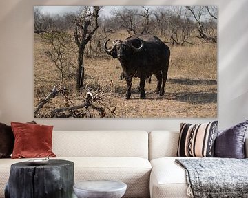 Buffel Zuid-Afrika van Eveline van Beusichem