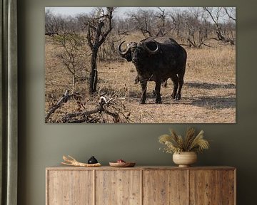 Buffalo South Africa by Eveline van Beusichem