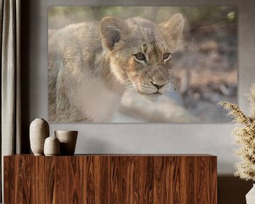 Lionceau d'Afrique du Sud sur Eveline van Beusichem