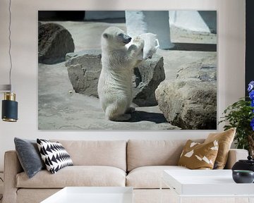 ours polaire sur Eveline van Beusichem