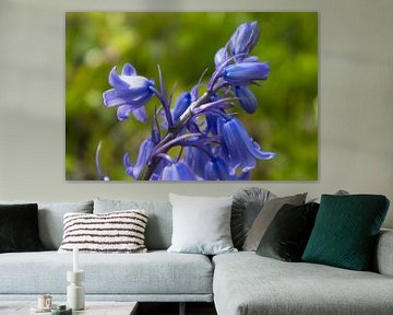 Bluebells in bloom by Kelly De Preter