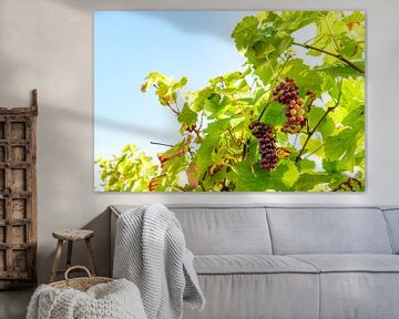 Trossen rode druiven in een wijngaard in herfstlicht